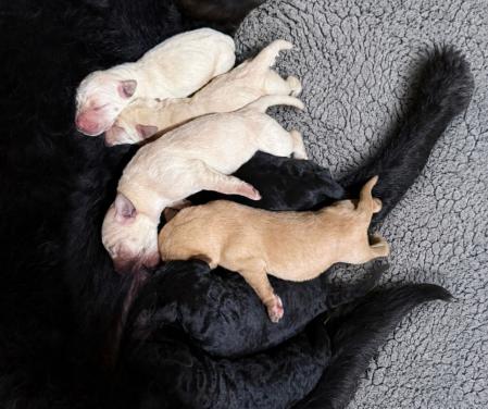Labradoodle f1 pups beschikbaar