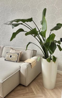 Bloempot