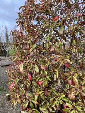 Red Robinia Photinia op stam (12 stuks)
