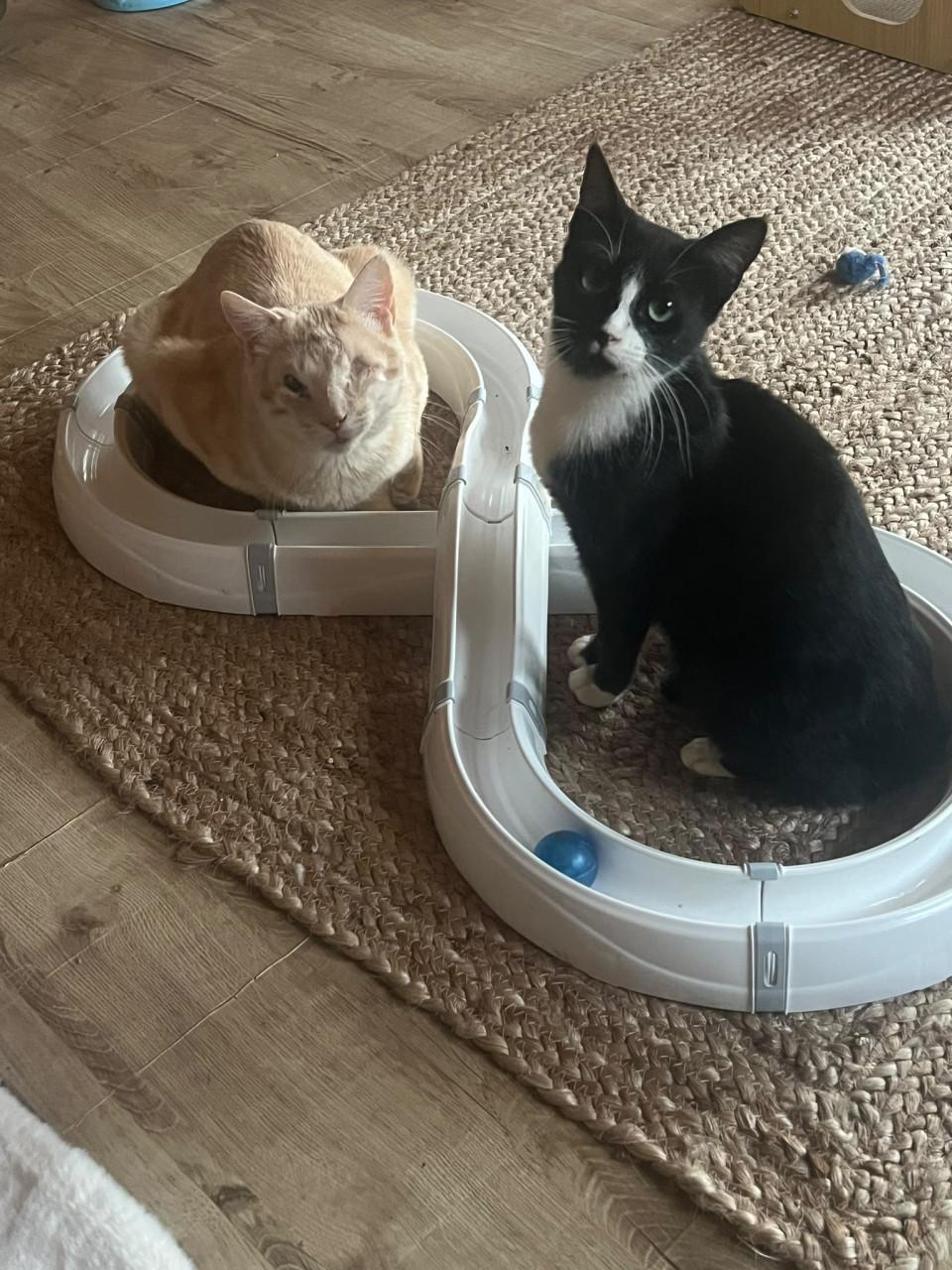Deze 3 katten zoeken hun forever home!