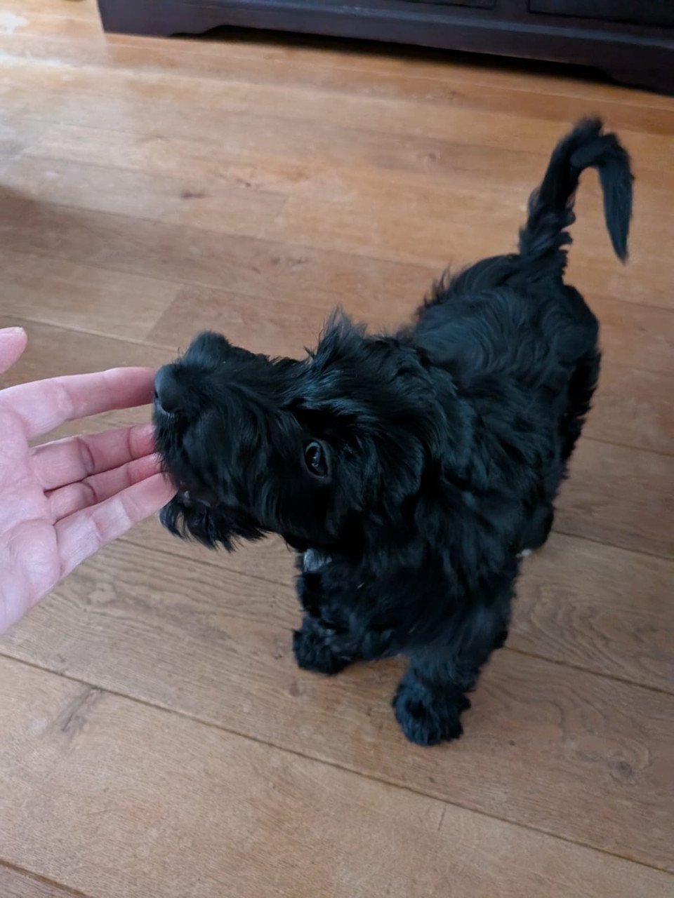 Kruising Labradoodle met Tibetaanse Terriër pup