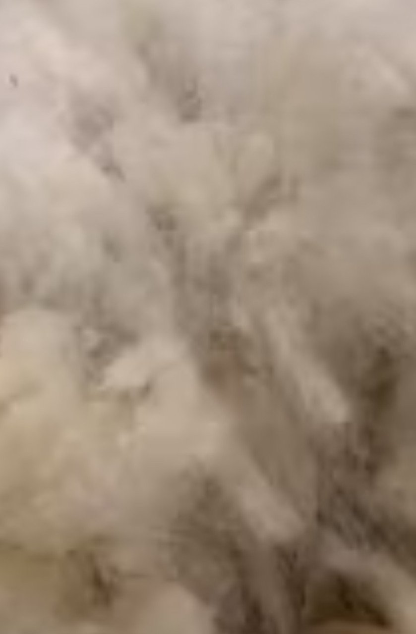 Wol schapen schaap wol wit zwart of bont diverse rassen