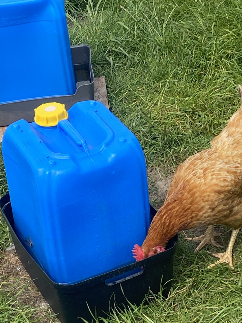 Drinkbak voor kippen ruim 15 liter