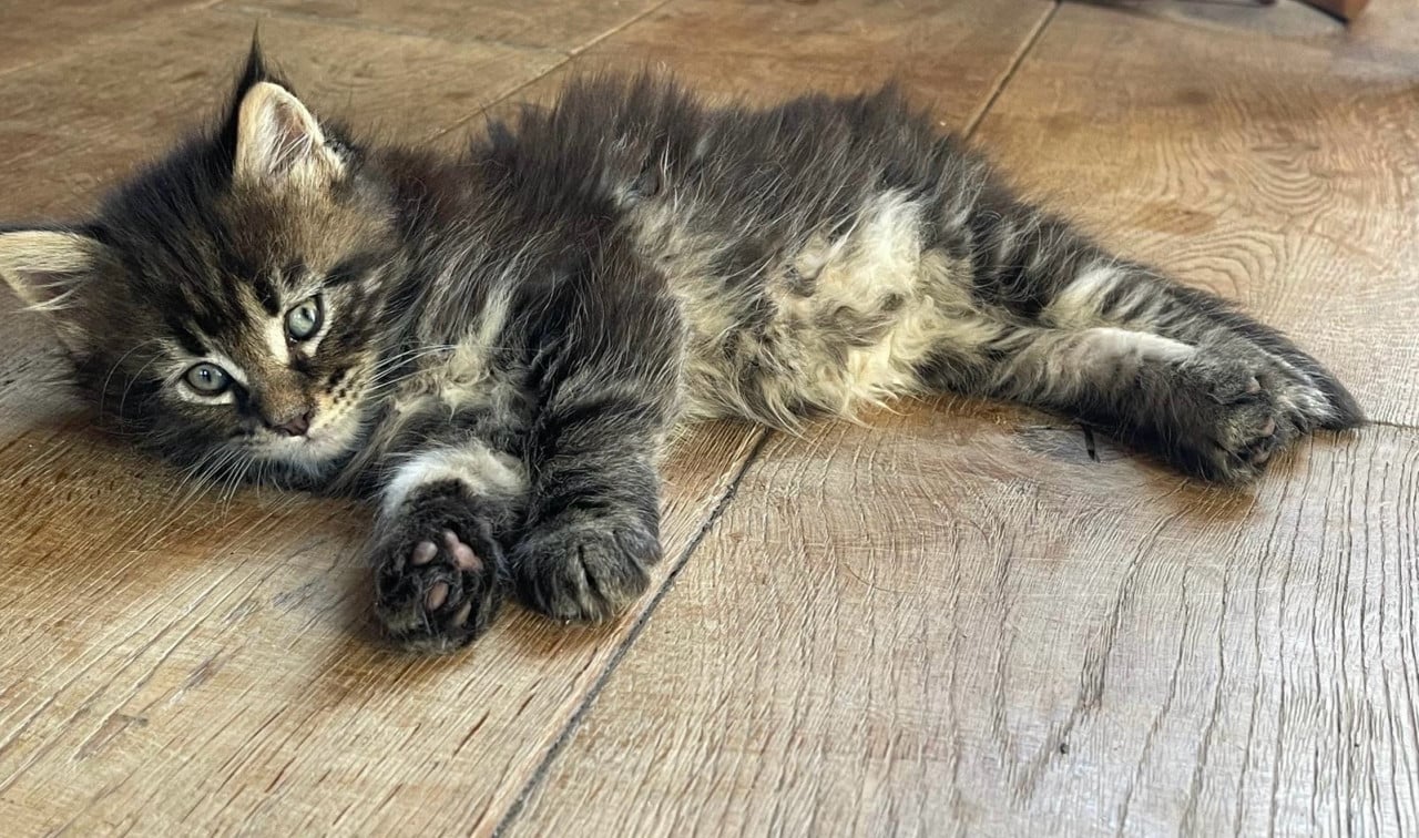 Maine coon kittens xxl