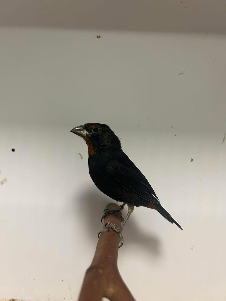 2-2 antillendikbekje (Loxigilla noctis