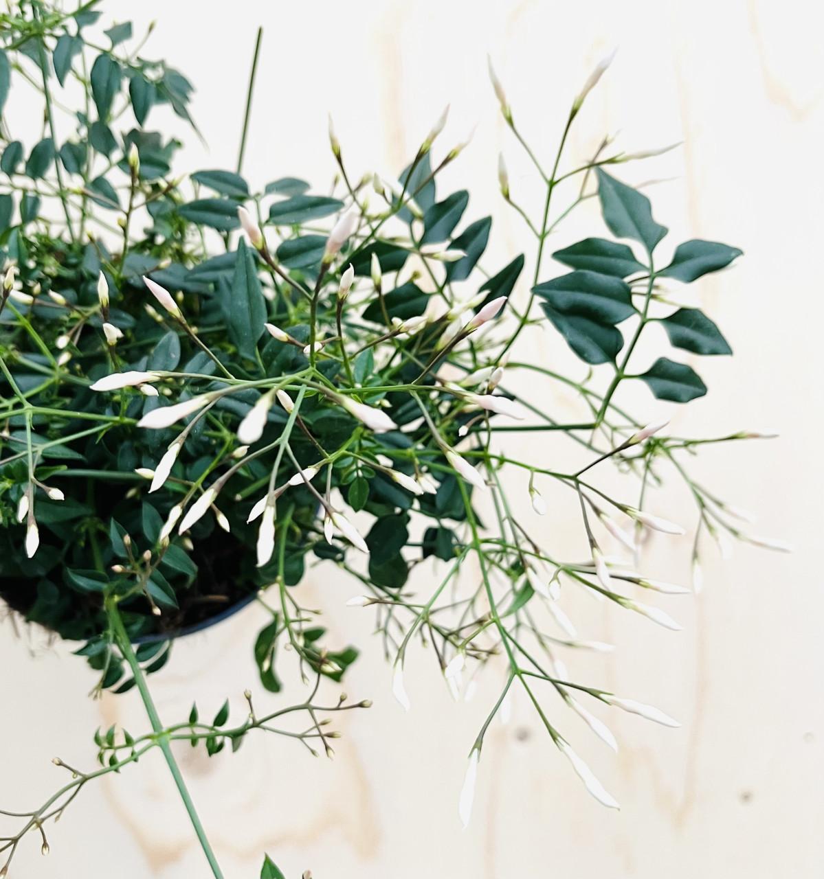 Grote Jasmijn hangplanten