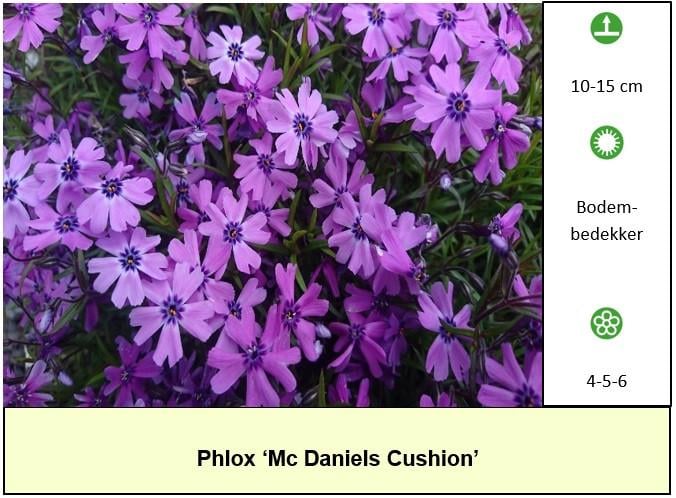 Bijen,- vlinder,- en vaste planten: in ons kraampje slechts € 1,25 p/st.