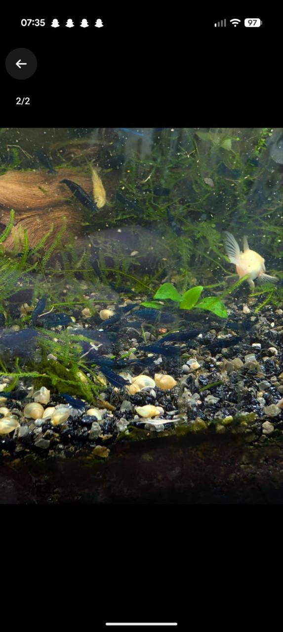 Neocardina garnalen blue