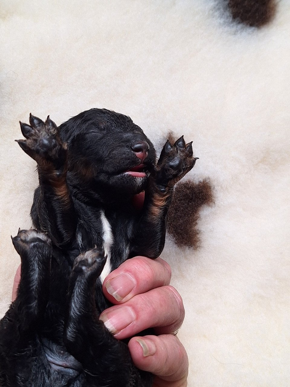 Bernedoodles pups