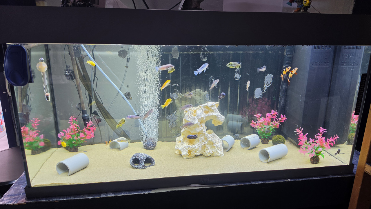 Compleet juwel aquarium