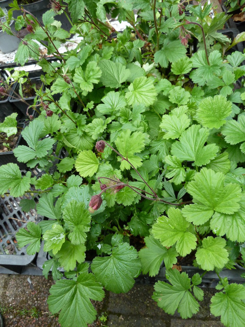 VASTE PLANTEN