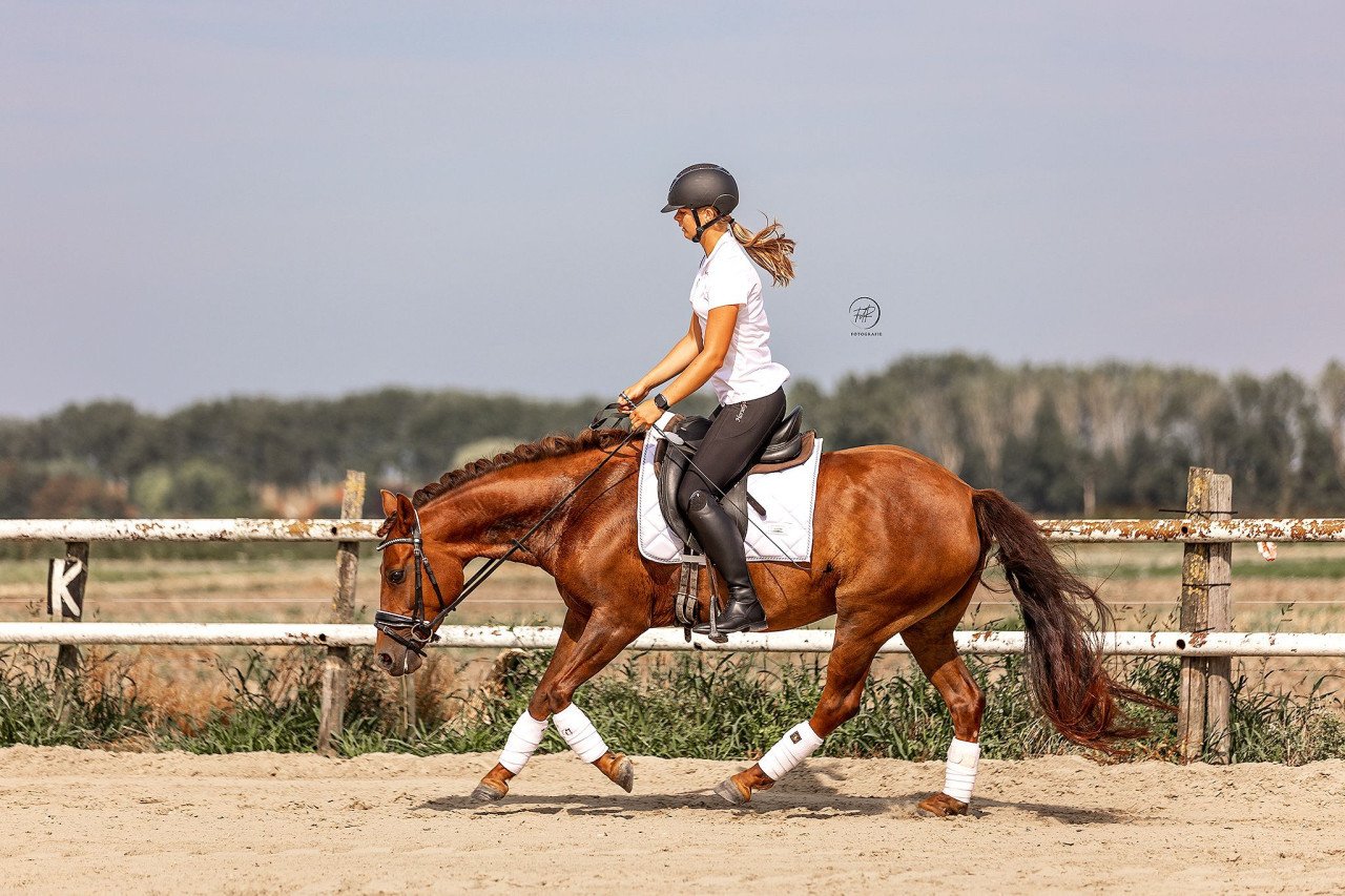 Knappe d pony