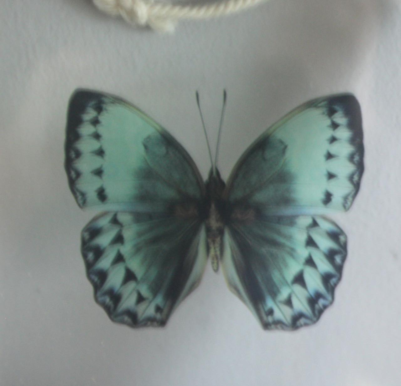 Houten glazen lijstje met vlinder afbeelding