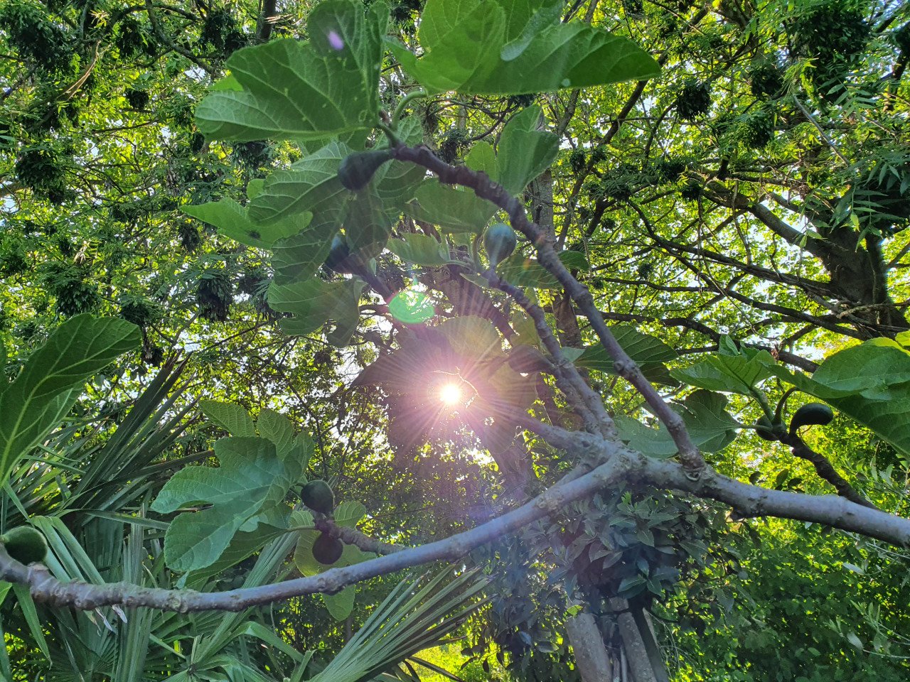 Vijgenbomen