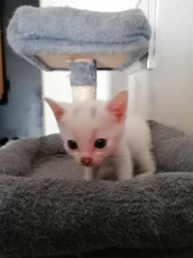 2 witte kittens