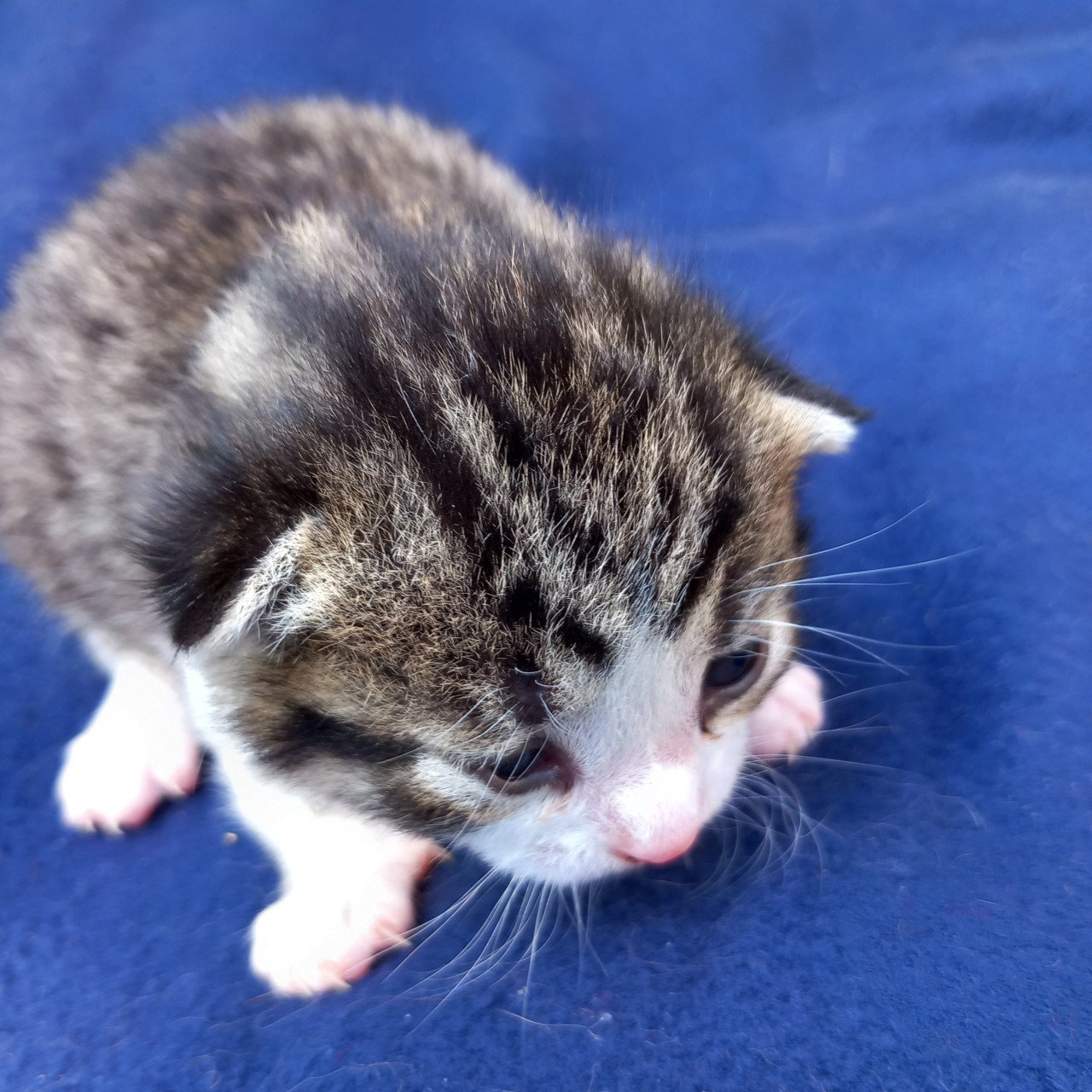 2 prachtige nestjes kittens