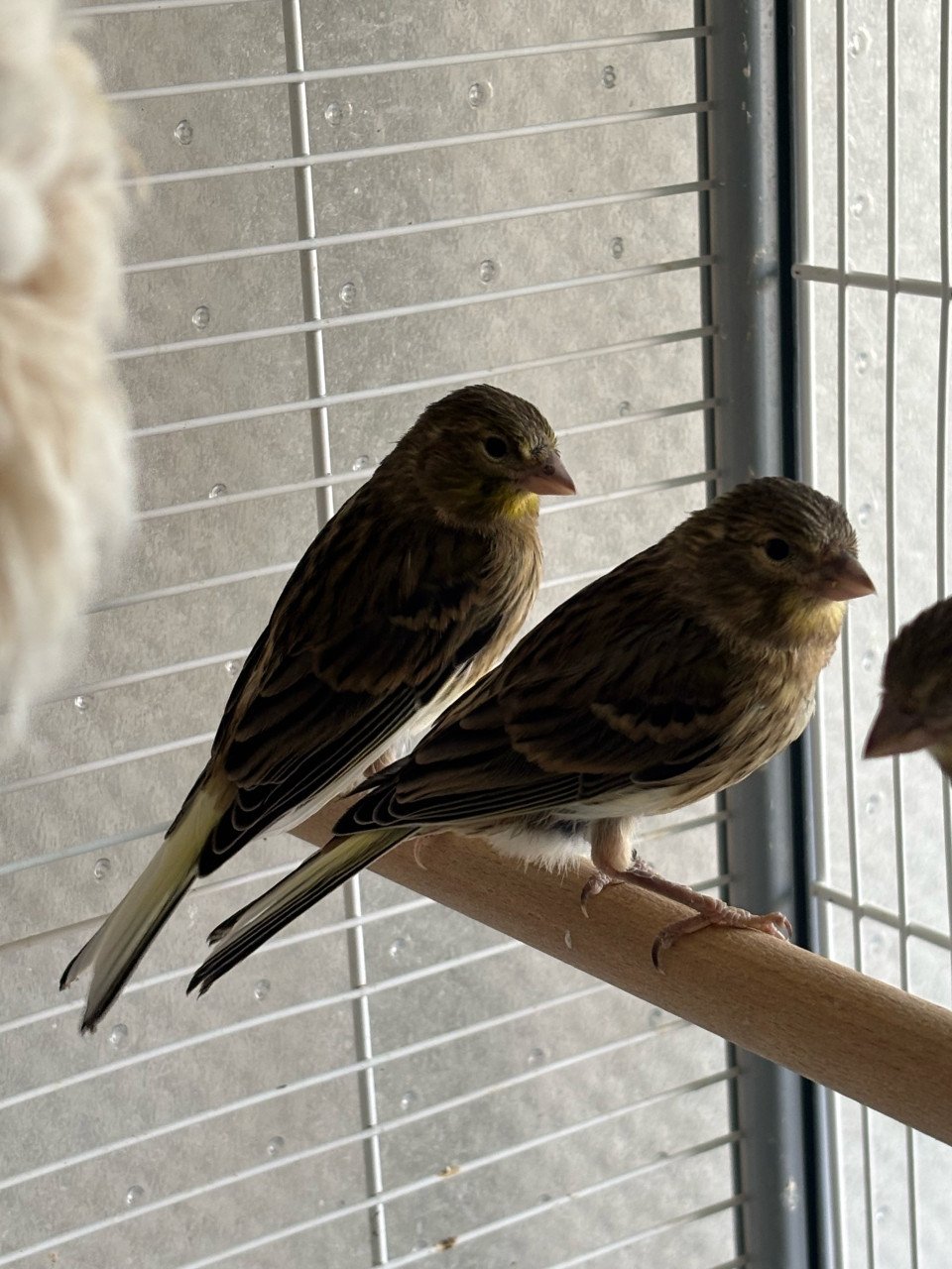 Koopje! Timbrado Kanarie Poppen - Moet weg!