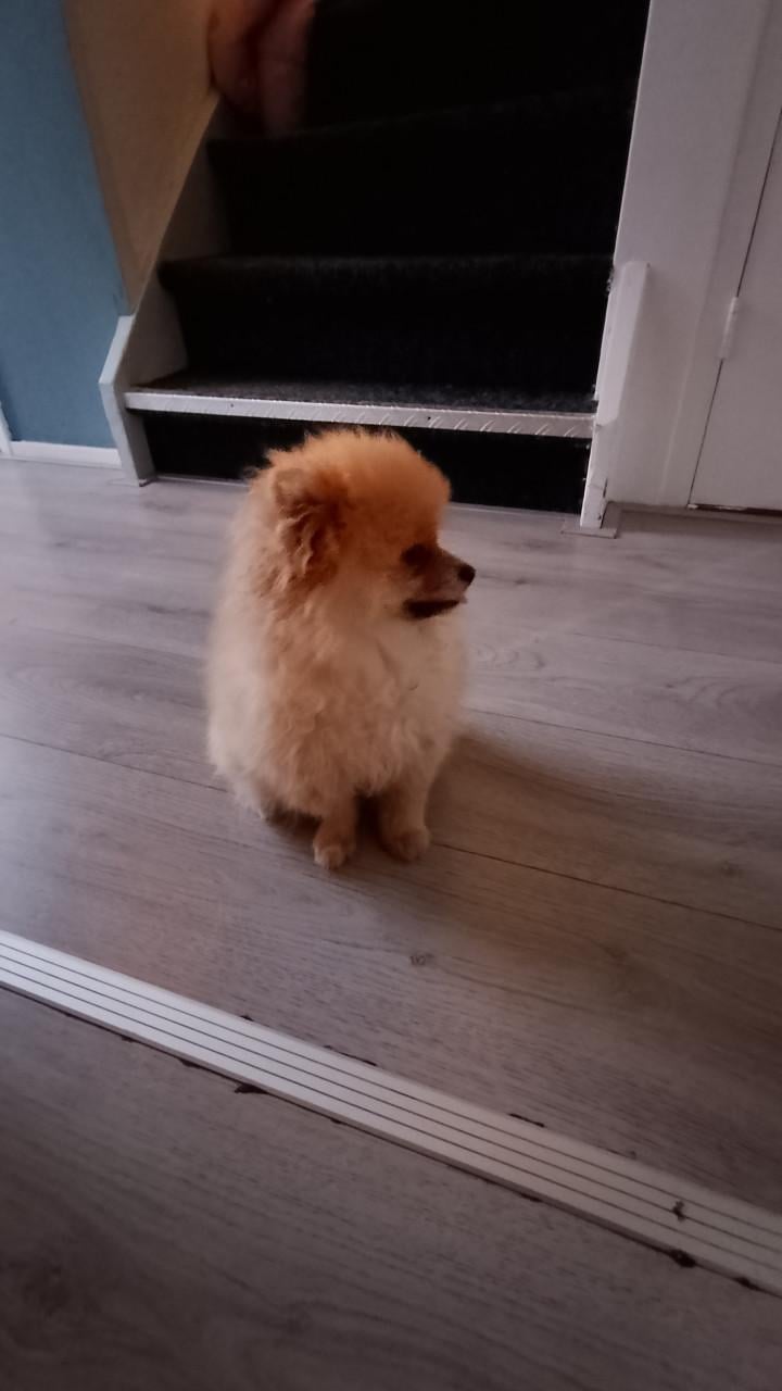 Pomeriaan pup