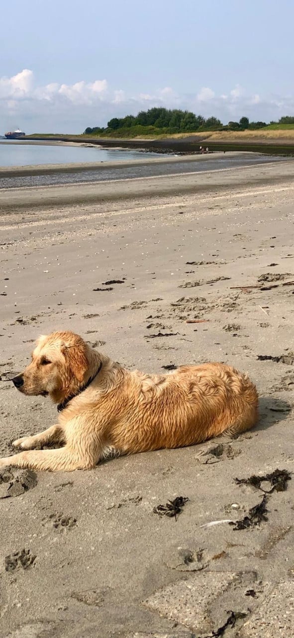 Mooie pups Golden retriever x Labradoodle
