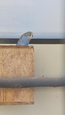 Jonge grasparkiet of koppel grasparkieten