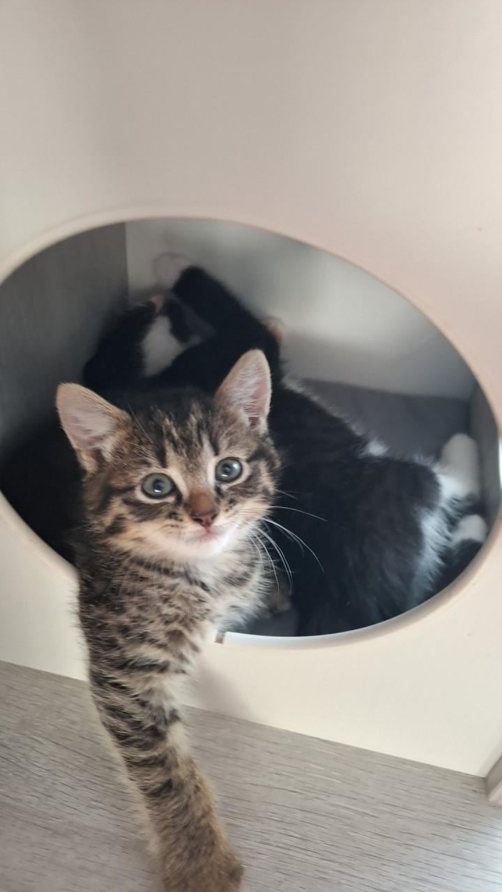 Kittens 9 weken