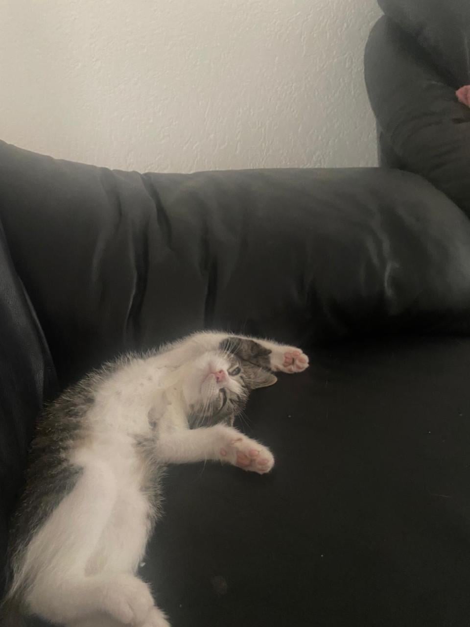 Kittens