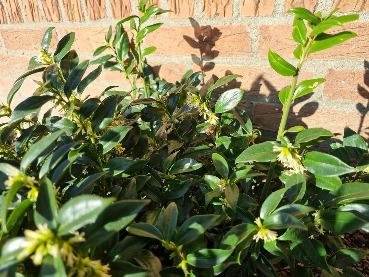 Sarcococca/ vleesbes