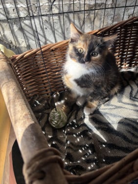 Kitten