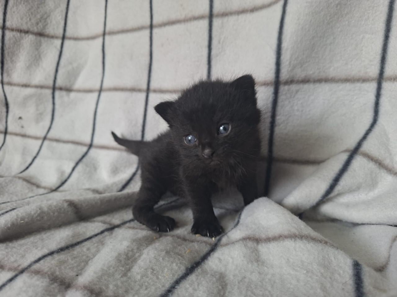 Mooie boerderij kitten
