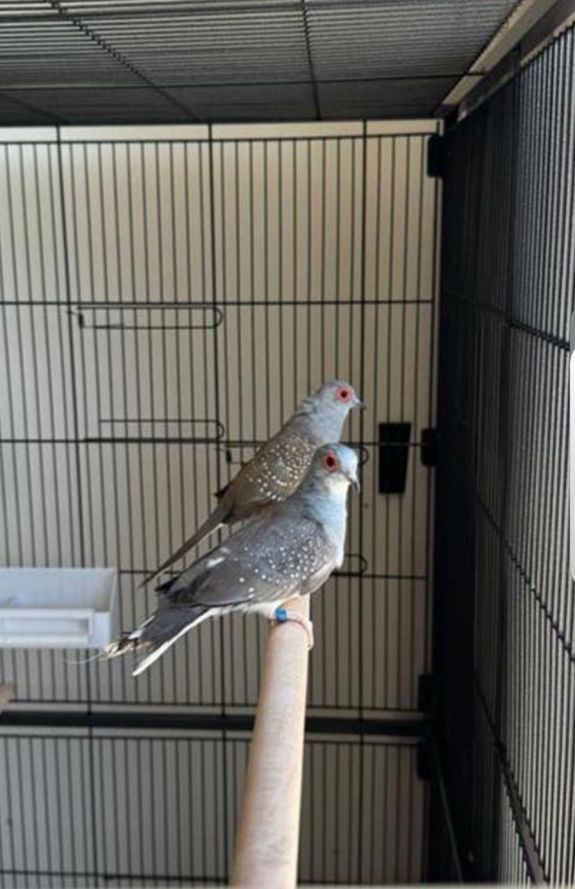 Te koop diamant duifjes