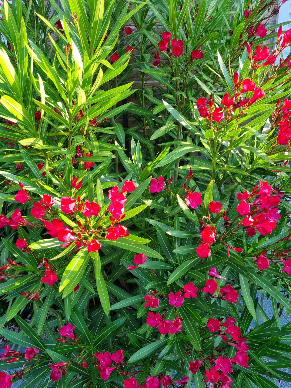 Oleanders