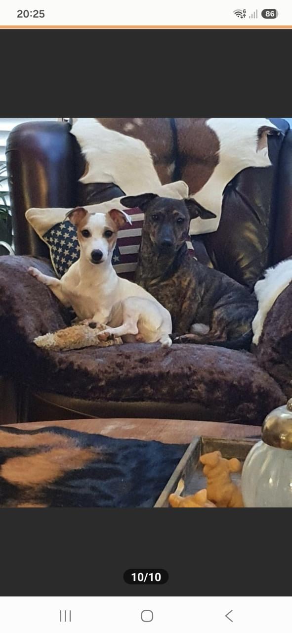 Jack Russell pups
