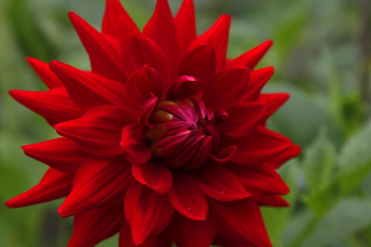 DAHLIAKNOLLEN te koop