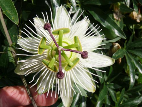 4 WITTE PASSIEBLOEM STEKEN