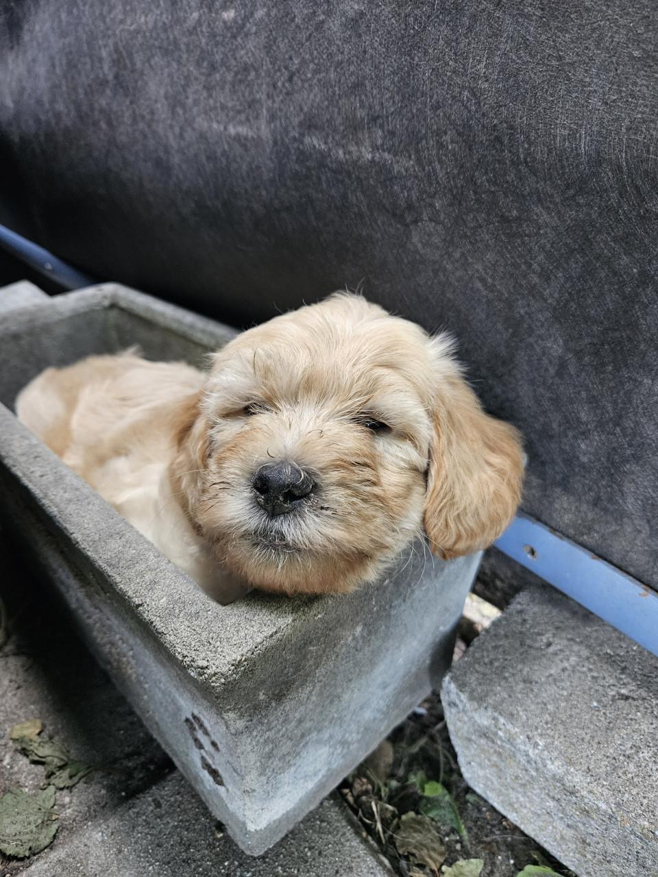 Goldendoodle f1 x Australian Labradoodle pup