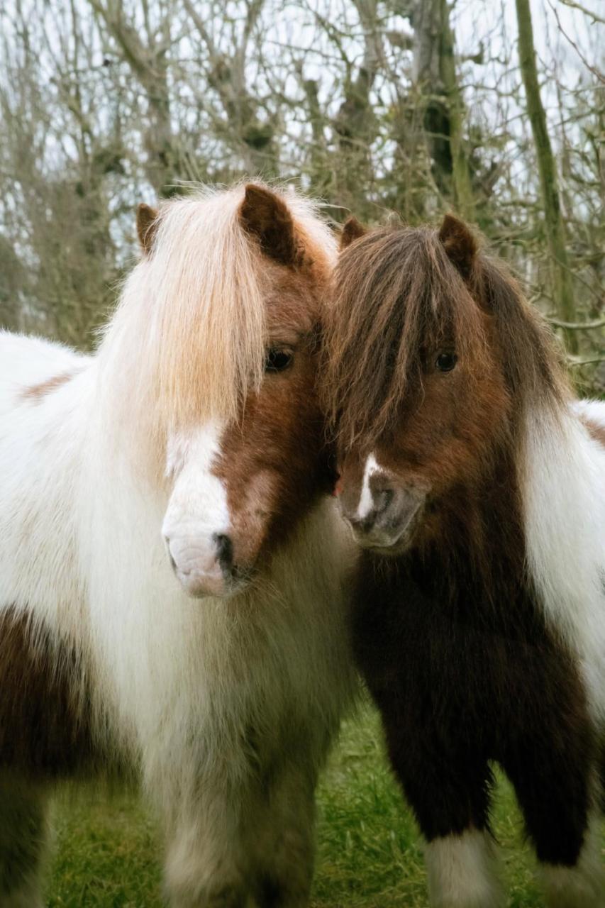 Verzorg(st)er pony's gezocht - Krabbendijke