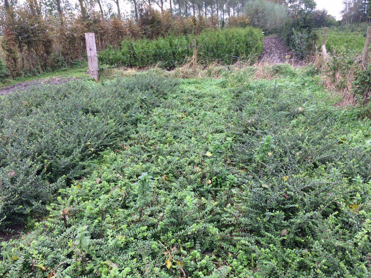 Lonicera nitida (maigrun/elegant)