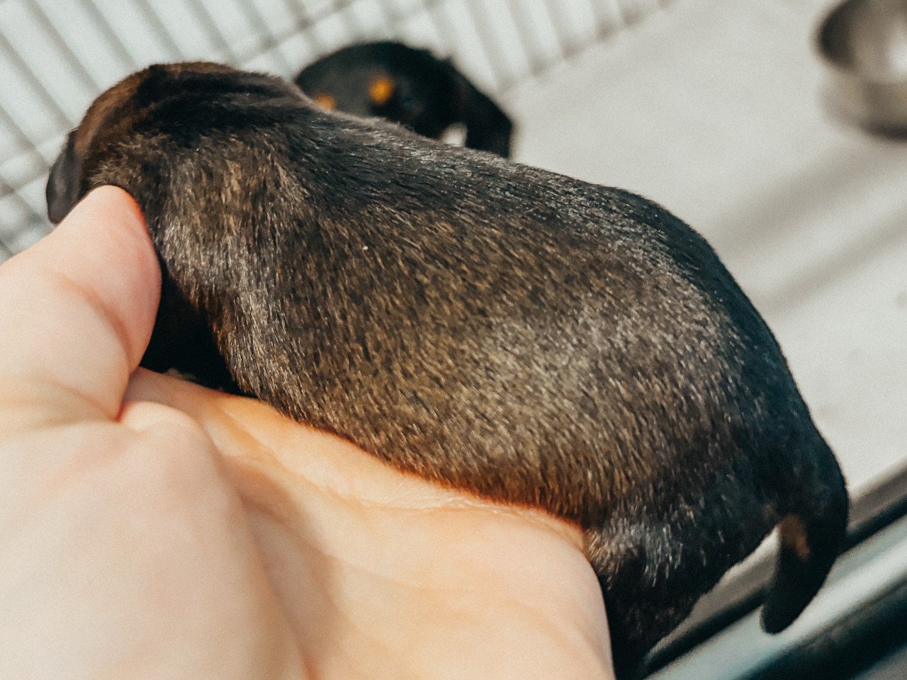Ruwharige kaninchen teckel pups