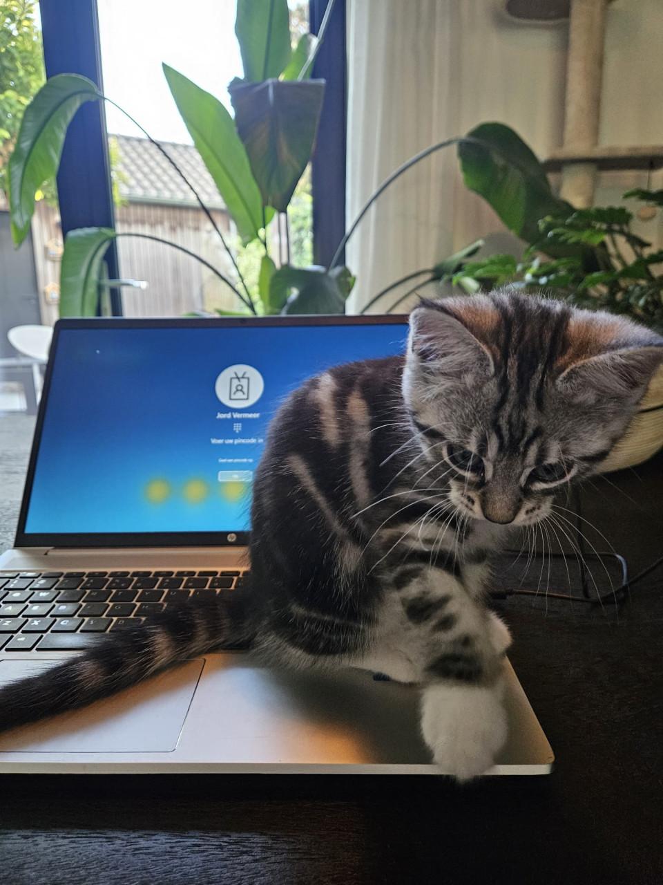 Kitten te koop