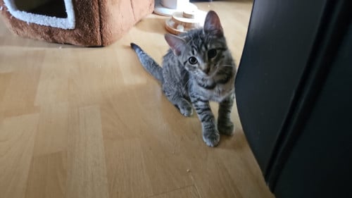 Lief poesje