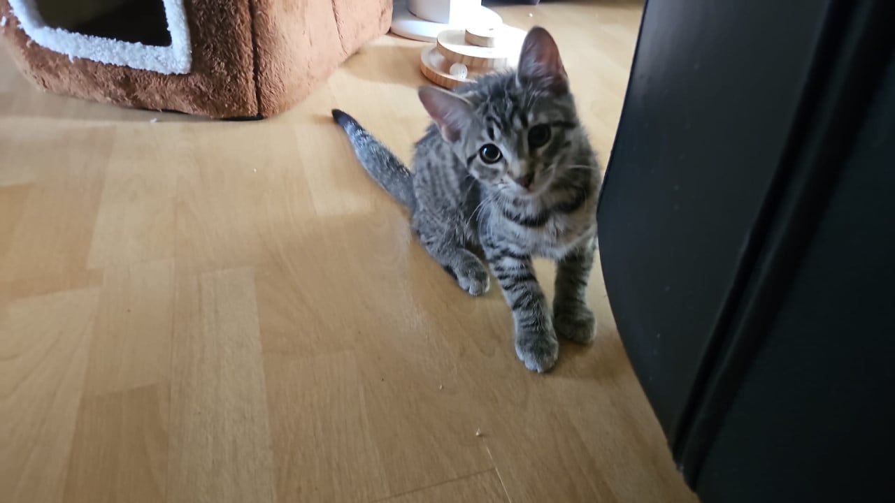 Lief poesje