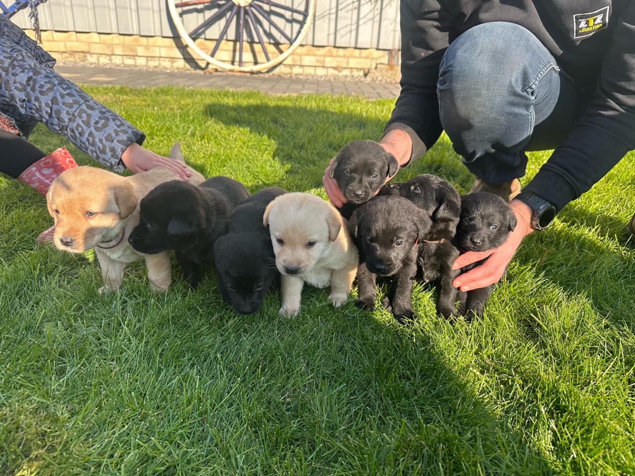Puppy’s te koop - gekruising Labrador