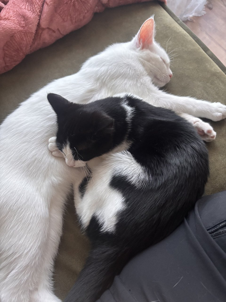 Kittens