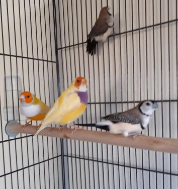 Kooi met 2 bichenows en 2 gele gouldamadines