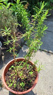 Tijm plant
