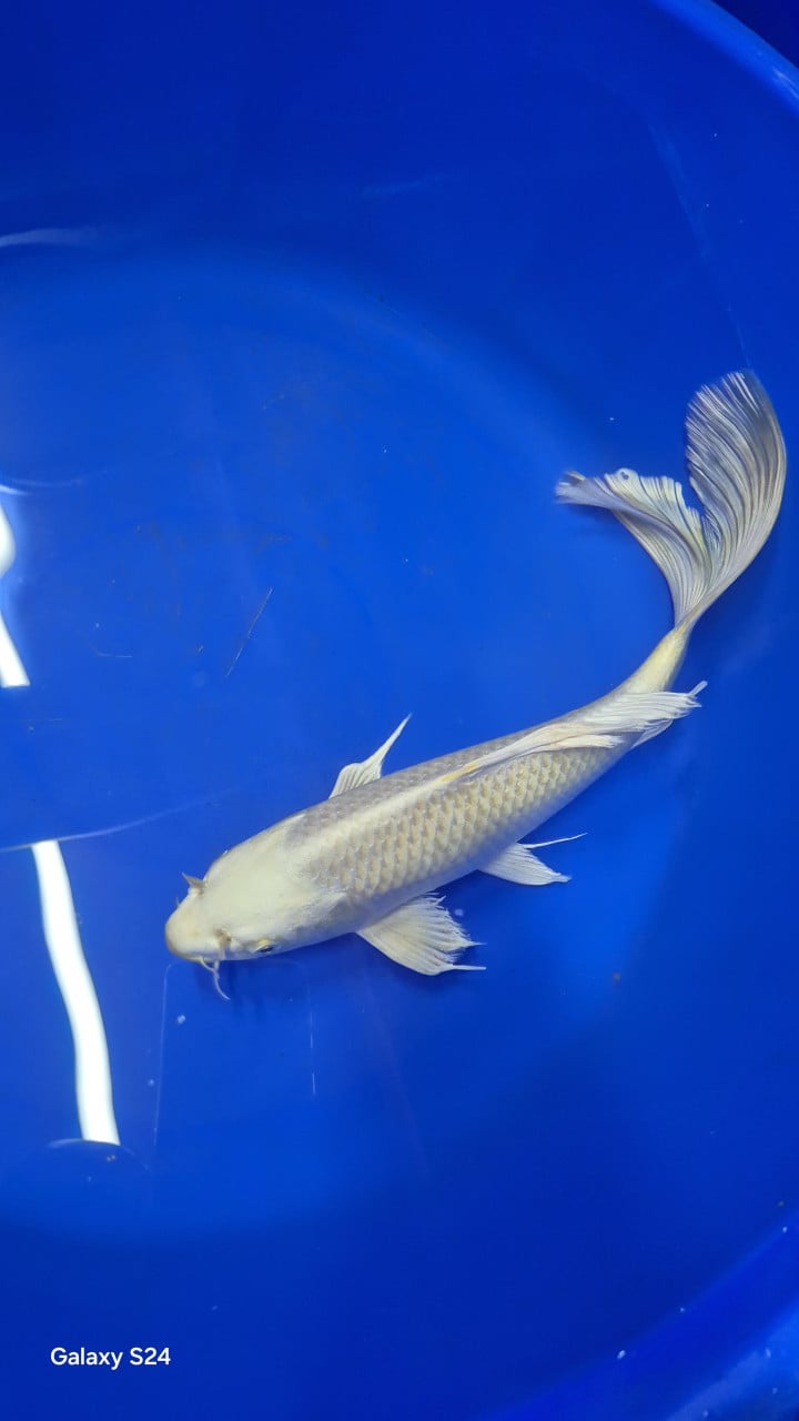 Mooi japanse koi30-40cm