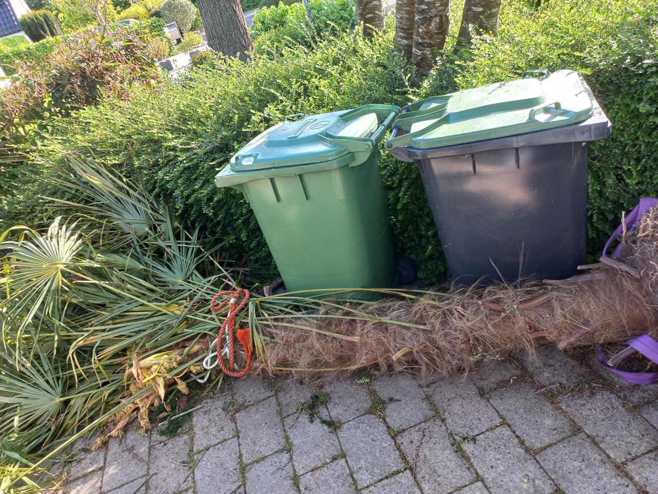 3 palmbomen