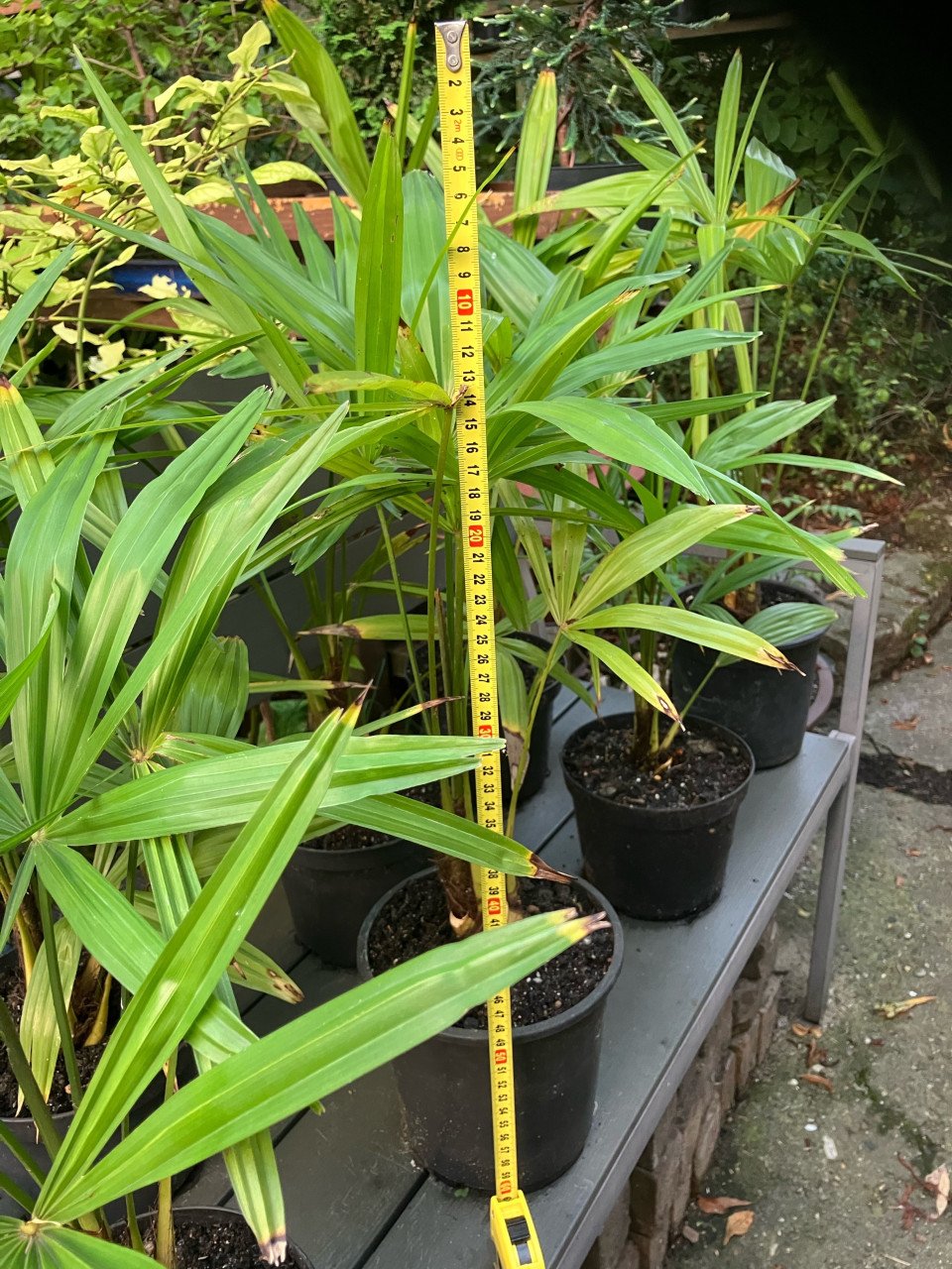 Palmen Chamaerops humilis