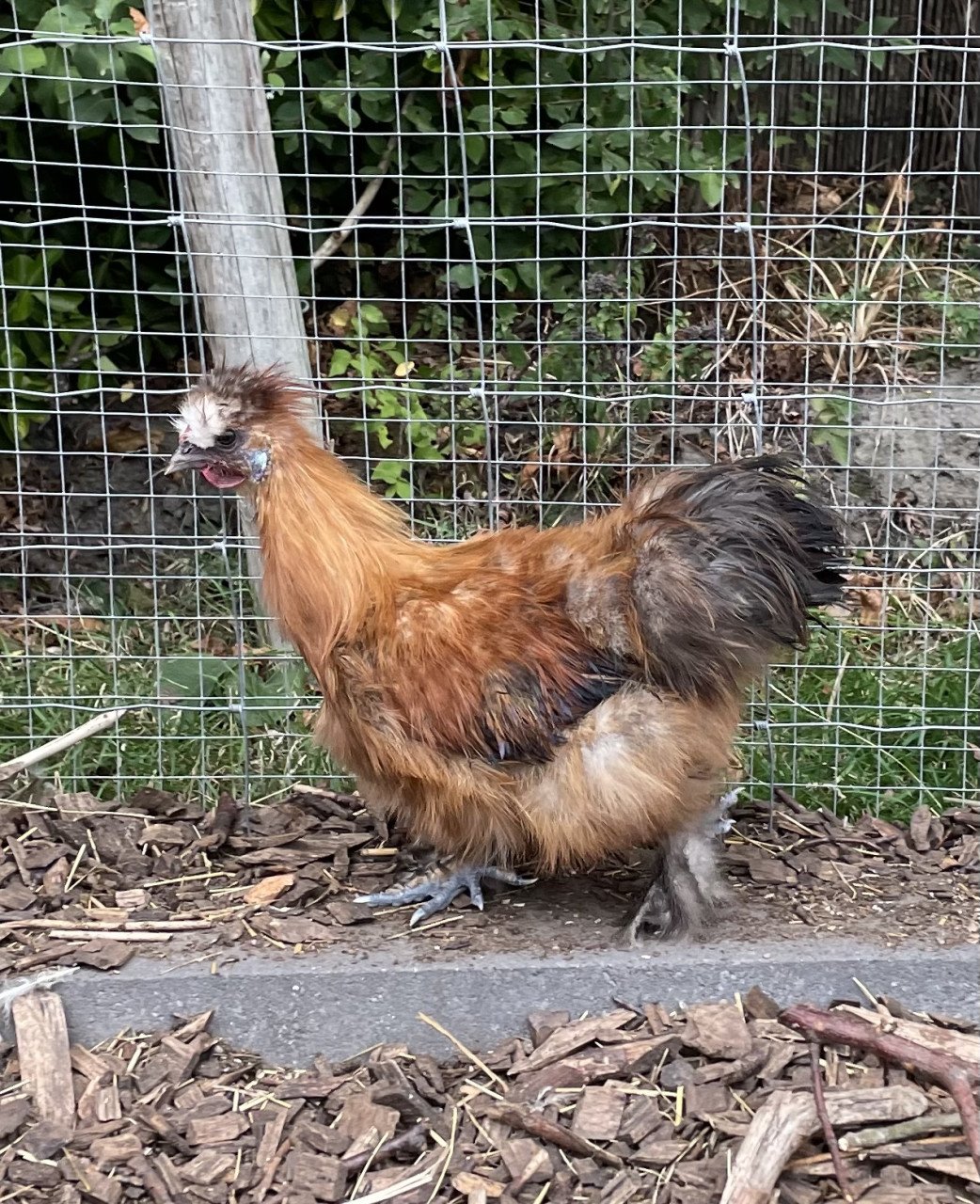 Zijdehoen en sabelpootkriel haantjes