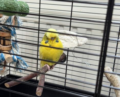 Mooi forse engelse grasparkiet